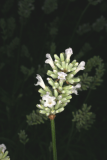 Lavandula angustifolia 'Nana Alba' RCP6-09 191.jpg